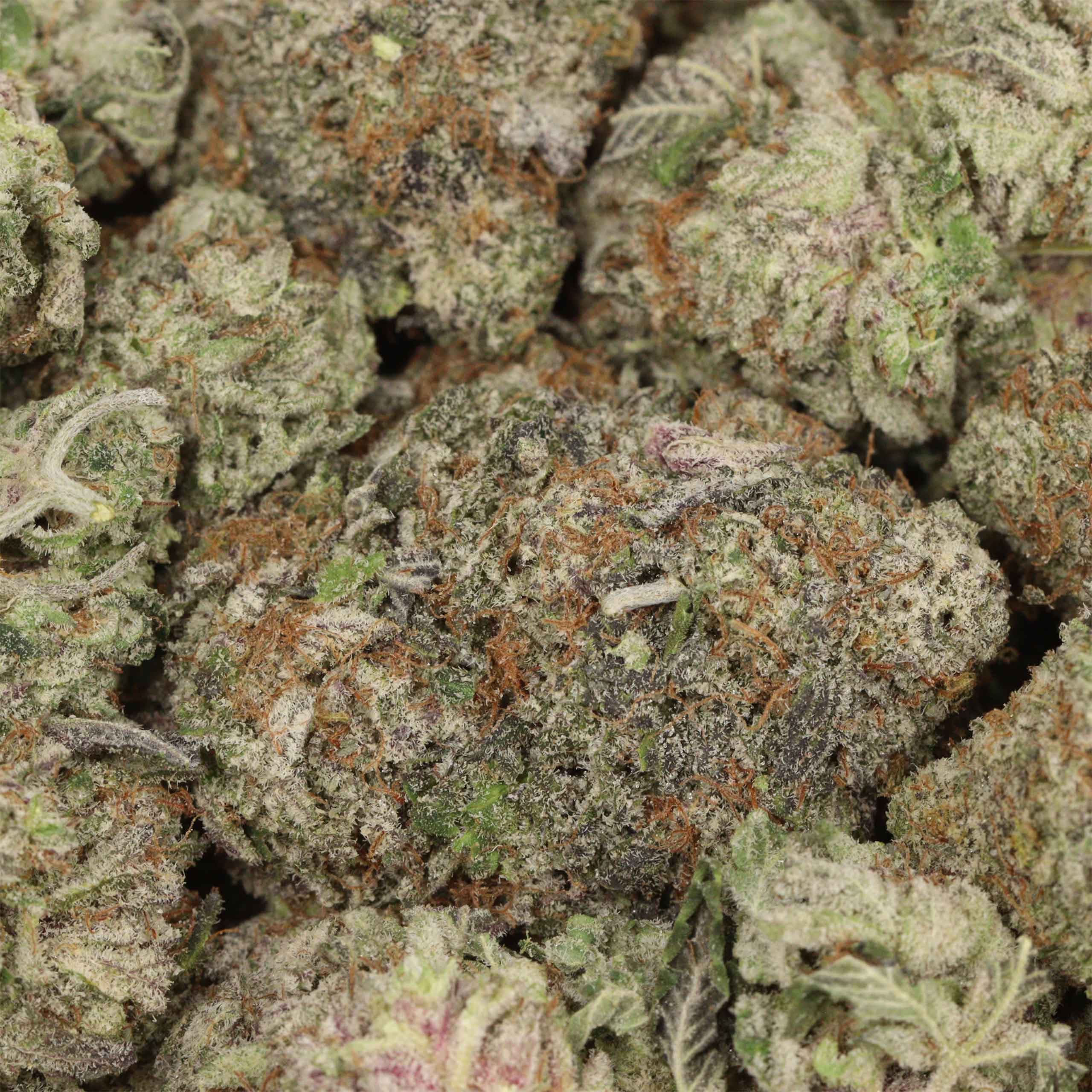 Grand Daddy Purple AAAA+