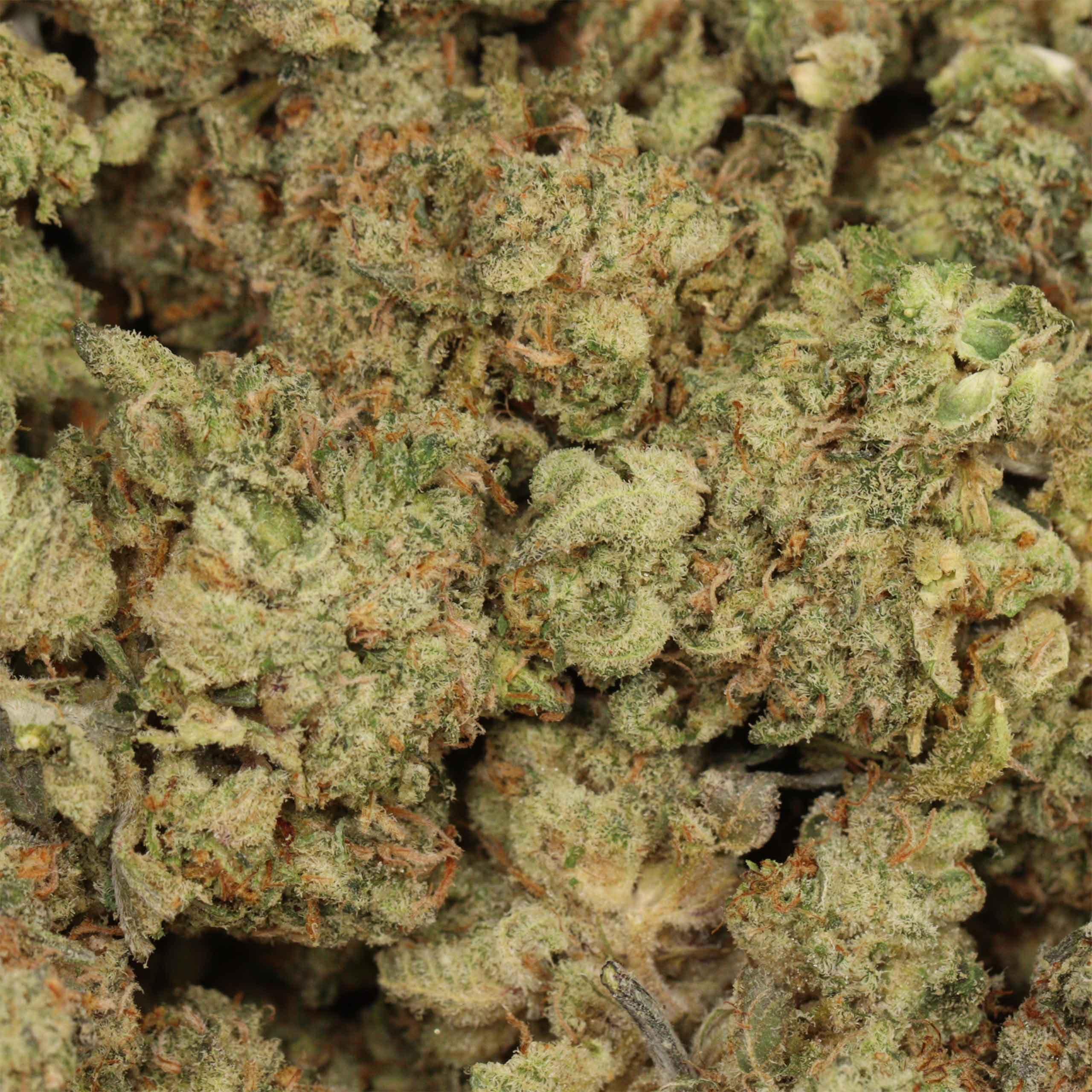 Fruit Loops cannabis strain