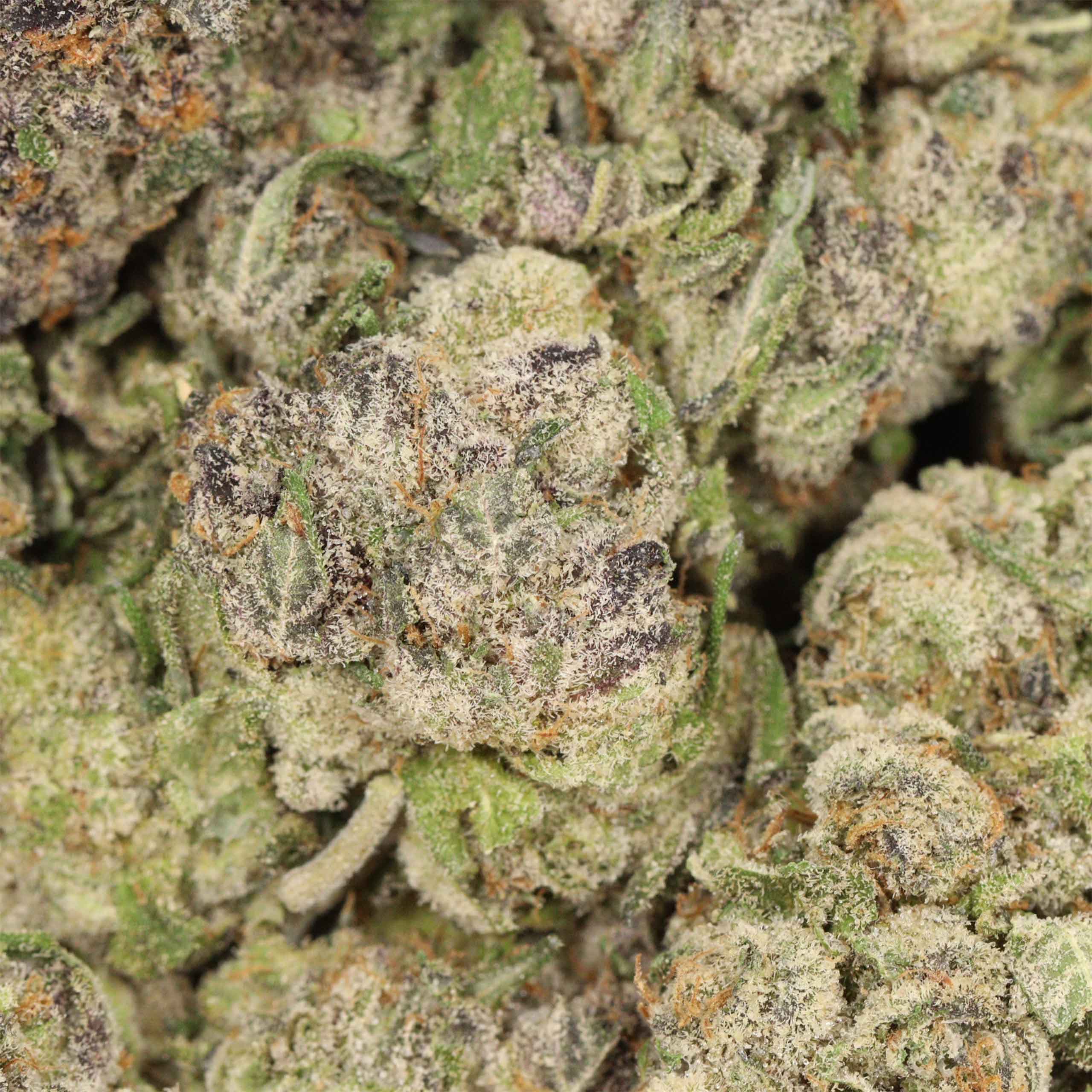 Ayahuasca Purple