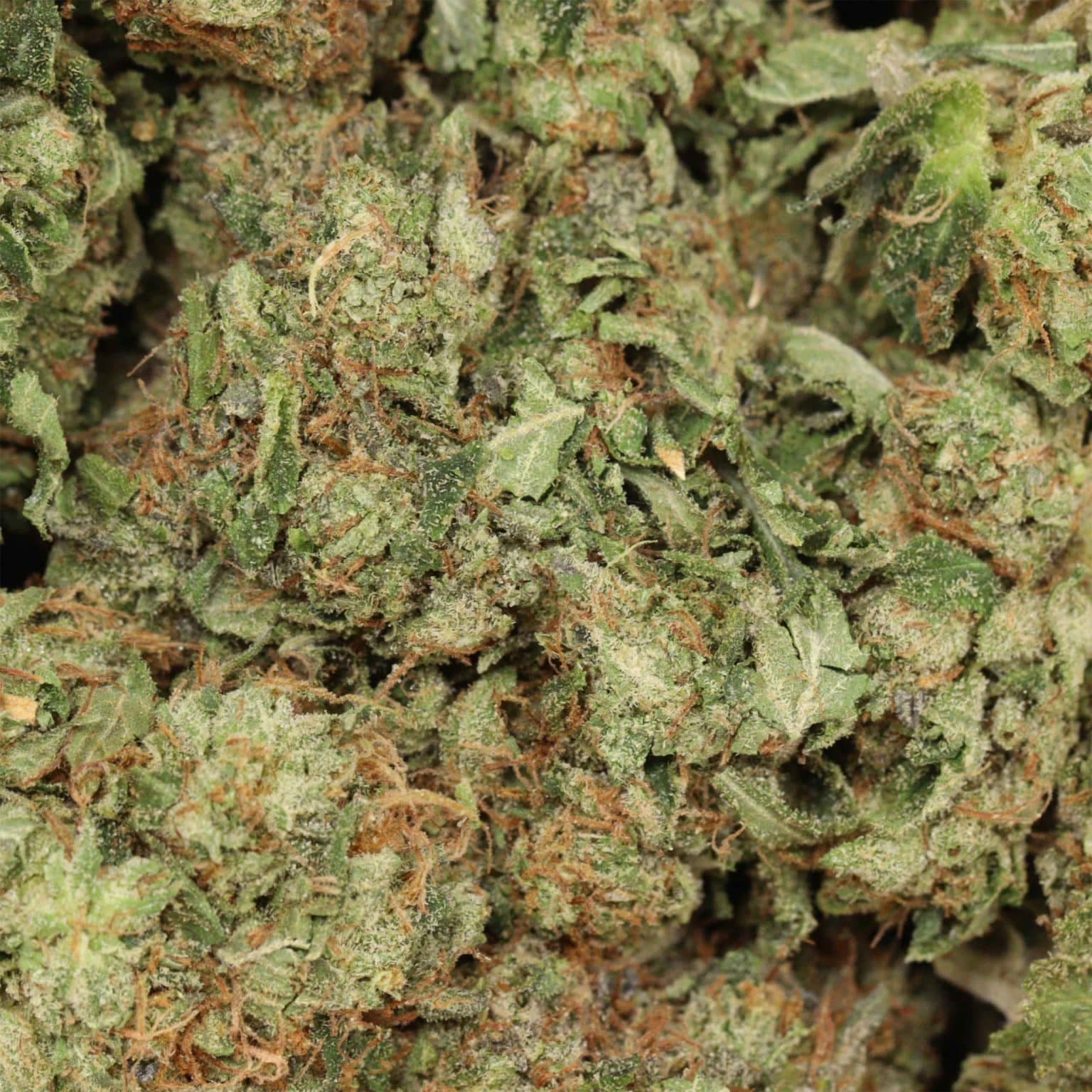 Comatose OG